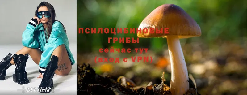 Псилоцибиновые грибы Psilocybine cubensis  наркота  Верхоянск 